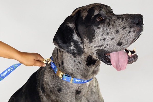 Snoop Dogg 推出宠物服饰品牌 Snoop Doggie Dogs