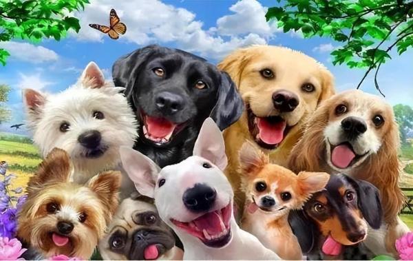 实战篮球鞋排行榜前十名2022图片_狗狗排行榜：受欢迎的几种狗，有你家狗吗？